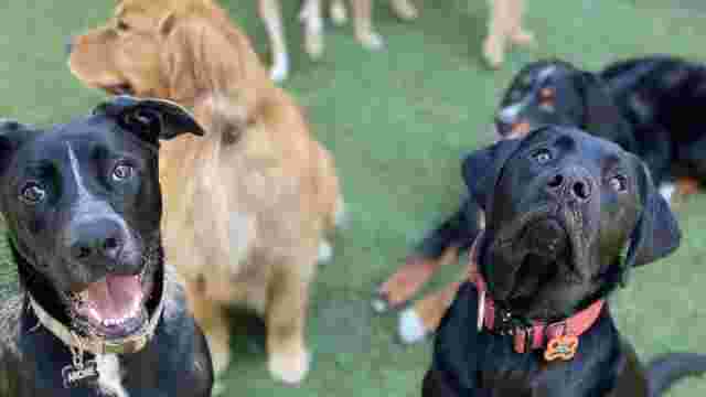Tahoe Best Friends Doggie Daycare, Boarding and Training Center